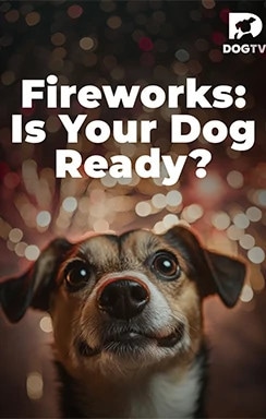 DogTV Fireworks