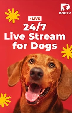 DogTV LiveStream